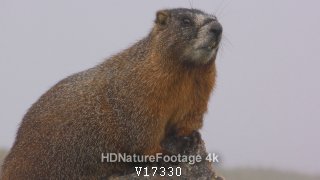 Closeup of Yellow-bellied Marmot Calling Communicating Barking in Mountain Fog