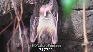 Egyptian Fruit Bat Animal Male Grooming Licking Genetalia