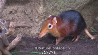 Giant Elephant Shrew Foraging Digging in Dirt for Food
