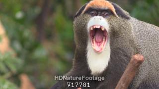 Closeup of De Brazza's Monkey Yawning Open Mouth Teeth Face