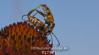 Beetle Male and Female Pair Mating Sex Reproduction in Summer