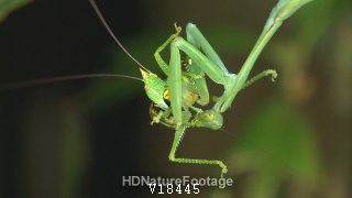 Praying Mantis Eating Green Boneheaded Grasshopper in Amazon Jungle