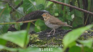 Swainson's Thrush Bird Eating in Wet Jungle Rain in South America