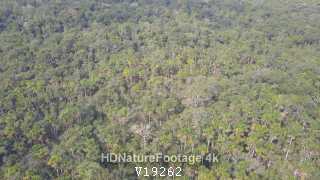 Aerial Drone Flyover of Amazon Rainforest Jungle Canopy Lush Treetops Trees