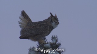 Great Horned Owl Calling Hooting in Winter at Dusk Twilight Evening