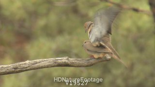 Mourning Dove Male Female Pair Mating Sex Reproduction Copulation