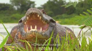 Yacare Caiman Crocodile Yawning Open Mouth Teeth Aggressive Defensive in Brazil