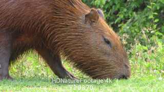 Ground Level of Capybara Male Eating Grazing Grass Plants in Brazil
