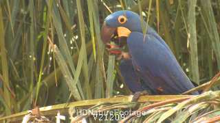 Blue Hyacinth Macaw Bird Parrot Eating Nut in Tropical Jungle Rainforest