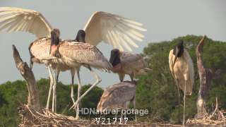 Jabiru Stork Adult and Immature Family Brood Tree Nest Zoom Out