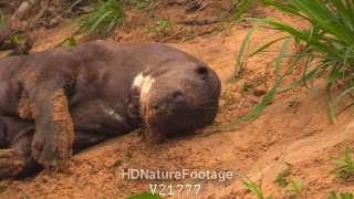 Closeup Giant Otter Male Dusting Rolling In Sand Riverbank Shore in Brazil