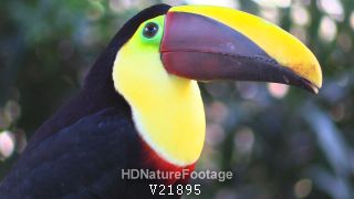 Closeup Chestnut-mandibled Toucan Bird Looking Around Eyes Beak Bill Costa Rica