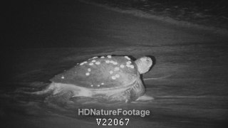 Green Sea Turtle Female Moving Entering Water Submerging at Night