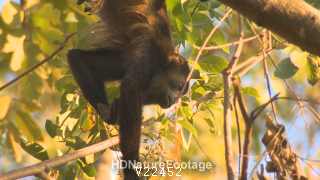 Mantled Howler Monkey Eating Feeding Flowers Hanging by Feet Clasping Branch