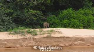 Jaguar Mature Urinating Peeing Scent Marking Territory