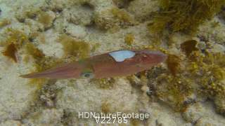 Caribbean Reef Squid Several Squids Breeding Swimming