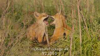 Cute Red Fox Young Pair Pups Playing Mouths Open in Slow Motion
