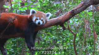 Red Panda Yawning with Open Mouth in Forest on Branch