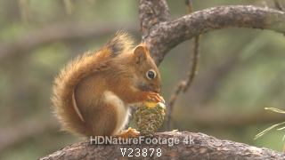 Cute Red Squirrel Eating Feeding on Pinecone in Pine Forest