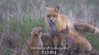 Red Fox Pups Excited Family of Foxes at Den in Meadow in South Dakota