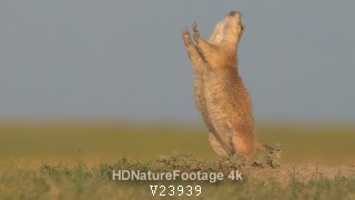 Black-tailed Prairie Dog Calling Yip Call Jump in South Dakota