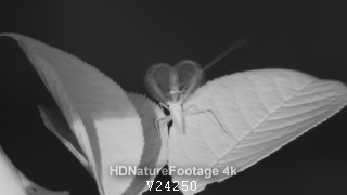 Snowy Tree Cricket Insect Calling Singing Chirping in Summer Rubbing Wings