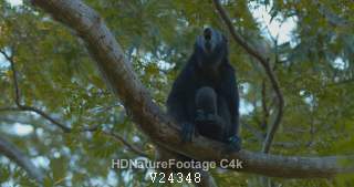 Mantled Howler Monkey Sitting in Tree in Jungle Looking Around