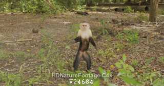 White-faced Capuchin Monkey Female Standing Looking At Camera On Ground