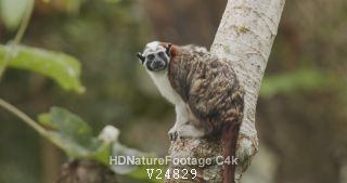 Geoffroys Tamarin Monkey Sitting On Branch and Leaf-cutter Ants in Tree