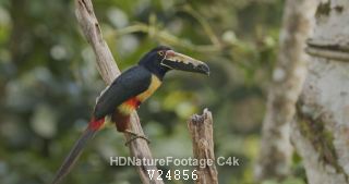 Collared Aracari Toucan Bird Perched Flying in Panama Jungle