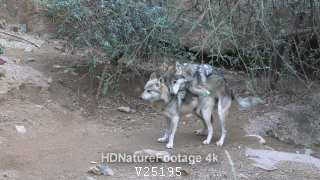 Mexican Wolf Pair Wolves Mating Sex Mounting Endangered Species