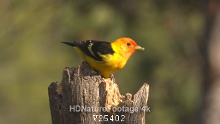 Beautiful Western Tanager Bird Perched Flying in Summer in South Dakota