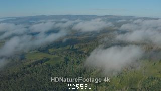 Boreal Conifer Forest in Colorado Rocky Mountains in in Summer Curved Earth