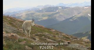 Rocky Mountain Goat Billy Male Walking Away Leaving in Summer in Mountains