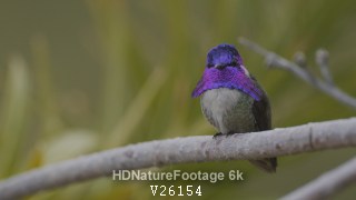 Anna's Hummingbird Male Perched Looking Around in Summer Purple Gorget