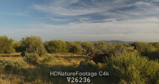 Bull Moose Eating Feeding Browsing in in Fall Autumn with Large Trophy Antlers