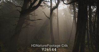 Rainforest in Washington at Sunrise Morning Light Rays Spiritual Mist