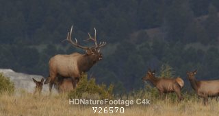 Majestic Trophy Rocky Mountain Elk Bull Breeding Season in in Fall Autumn Ridge