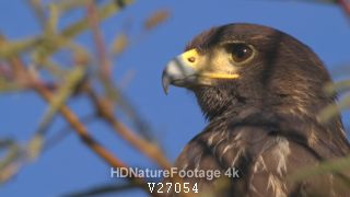 Closeup of Harris's Hawk Looking Around Face Beak Eyes and Blue Sky