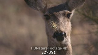 Mule Deer Animal Looking At Camera Cactus Thorns On Nose Face