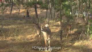 White-tailed Deer Doe Female Standing Looking Around in Forest in in Fall