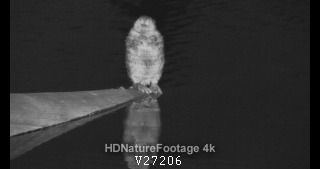 American Beaver Standing Looking Around at Night On Log in Infra-red