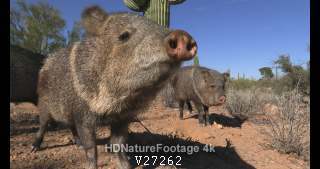 Collared Peccary or Javelinas Curious Smelling Sniffing at Camera in Desert