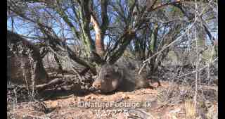 Javelina Pair Javelinas Bedded Resting Sitting Under Shade Tree In Desert