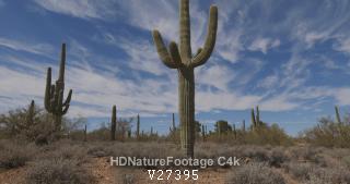 Wide Angle of Saguaro Cactus with Beautiful Arms in Arizona Desert