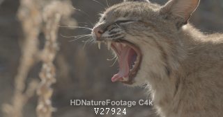 Bobcat Predator Carnivore Yawning Opening Mouth Showing Teeth