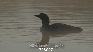 Common Loon Mature Swimming Away in Spring Sunrise Sun Rise Morning