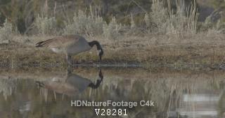 Canada Goose Eating Feeding Grazing in Spring Water Reflection Mirror Image